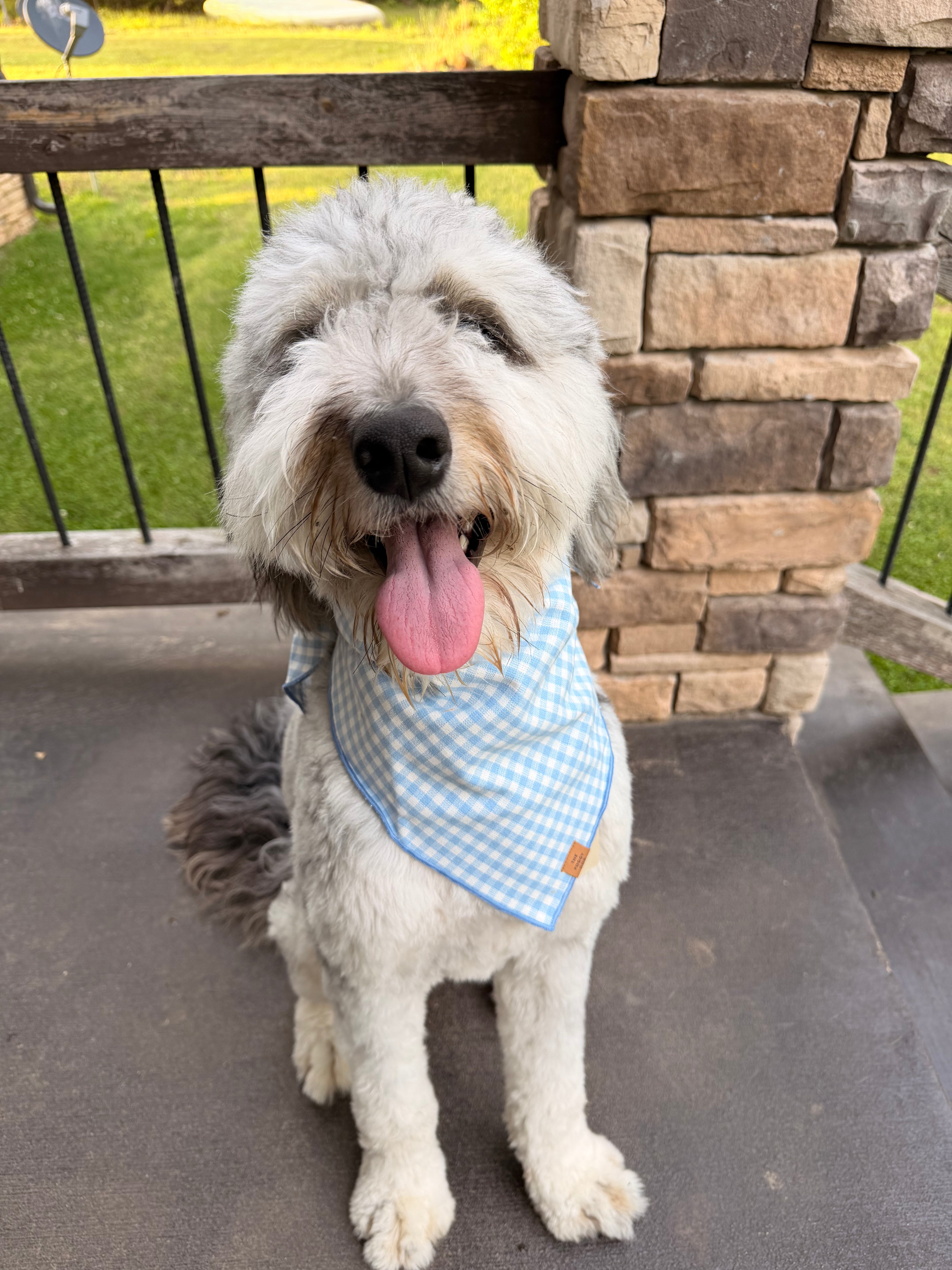 Sky Blue Gingham Dog Bandana